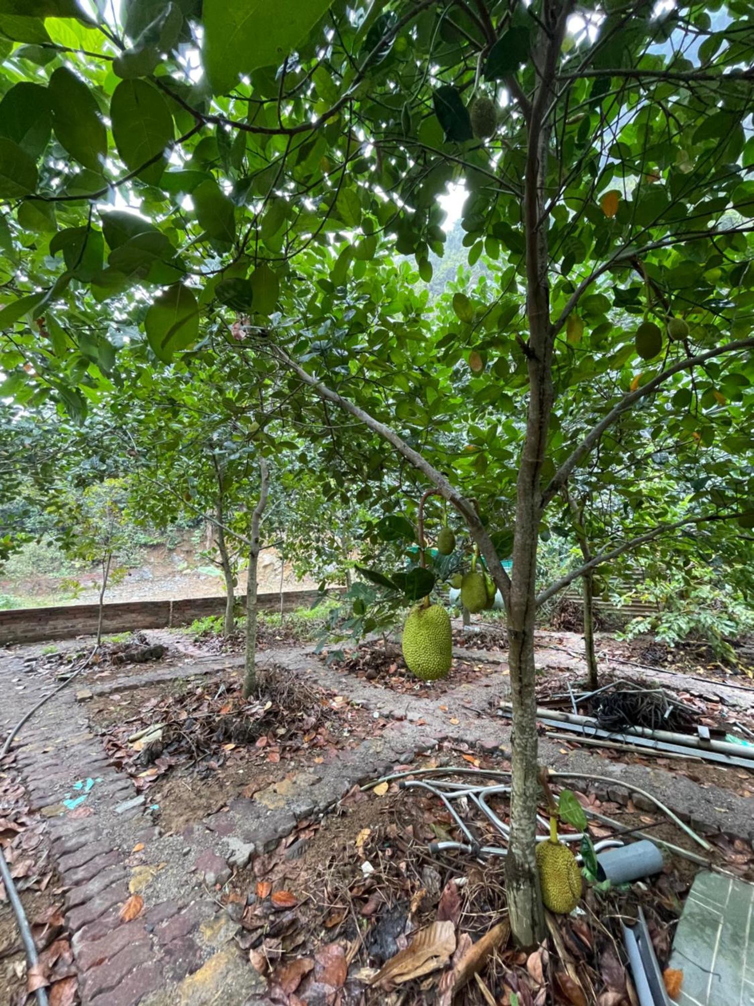 Cat Ba Countryside Homestay Dong Khe Sau 외부 사진